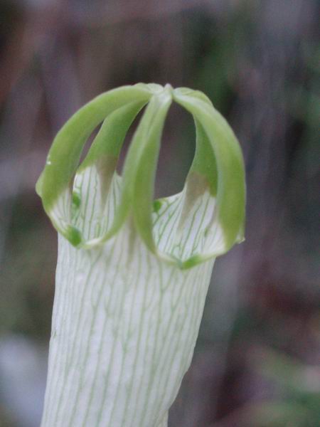 Ceropegia ampliata 