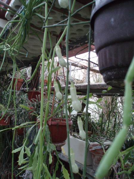 Ceropegia ampliata 