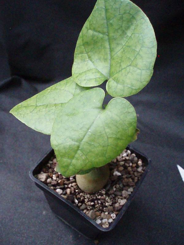 Pyrenacantha malvifolia 