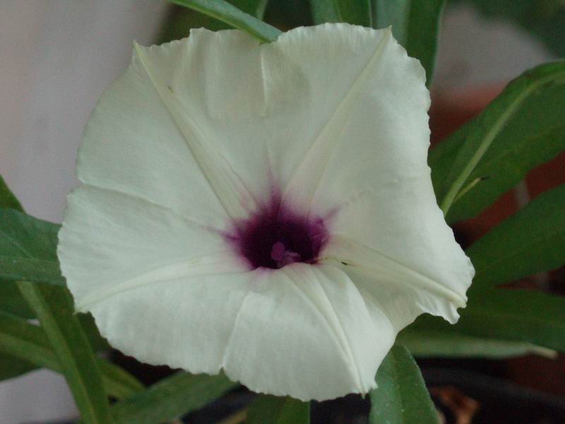 ipomoea lapathifolia