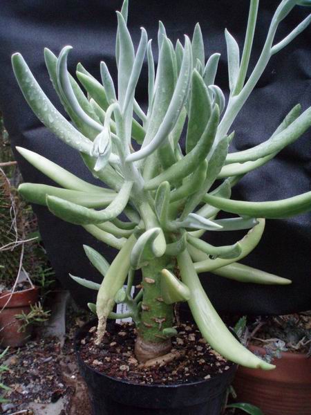 Senecio cephalophorus 