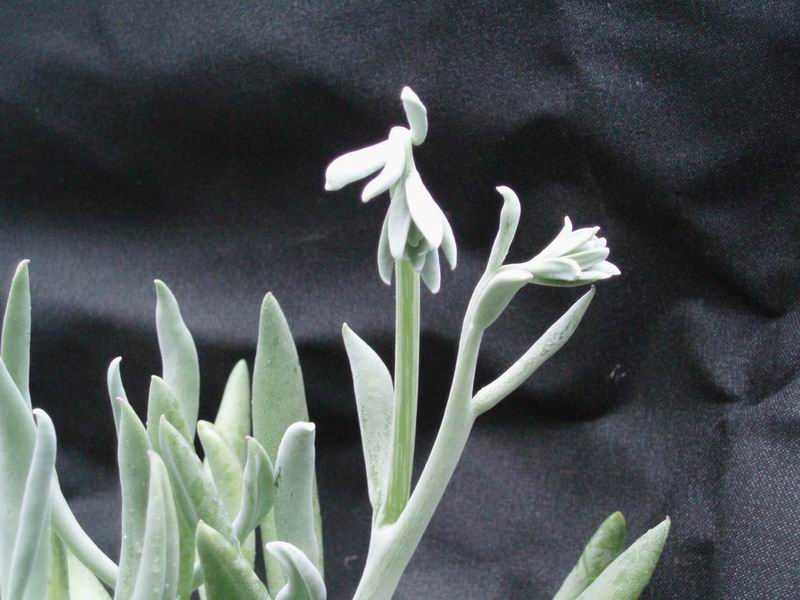 Senecio cephalophorus 