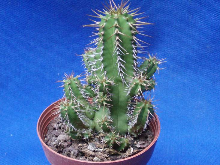 Euphorbia fruticosa 