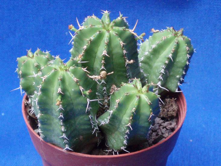 Euphorbia fruticosa v. minor 
