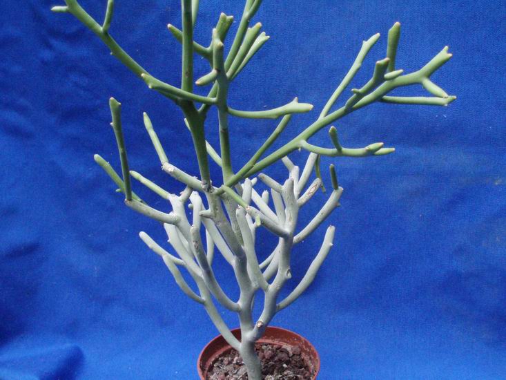 Euphorbia fiherenensis 