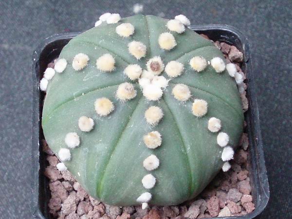 Astrophytum asterias cv. ruri kabuto 