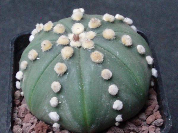 Astrophytum asterias cv. ruri kabuto 