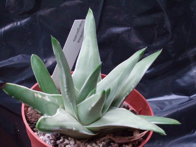 Haworthia marginata 