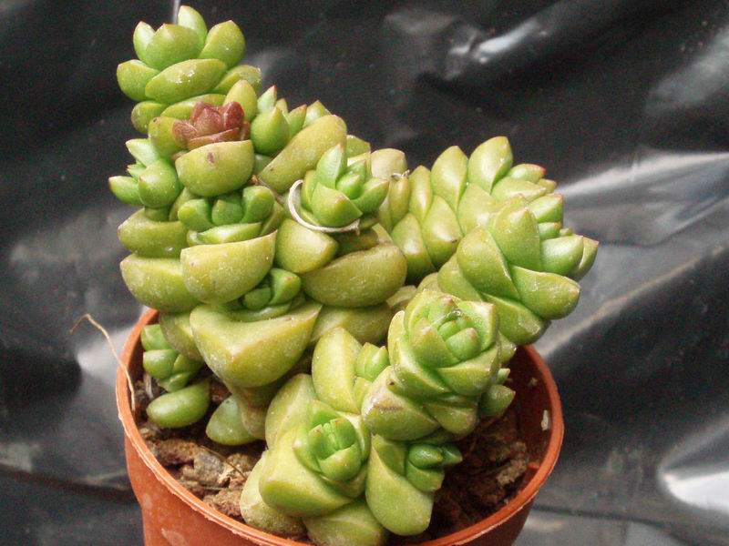 crassula marchandii