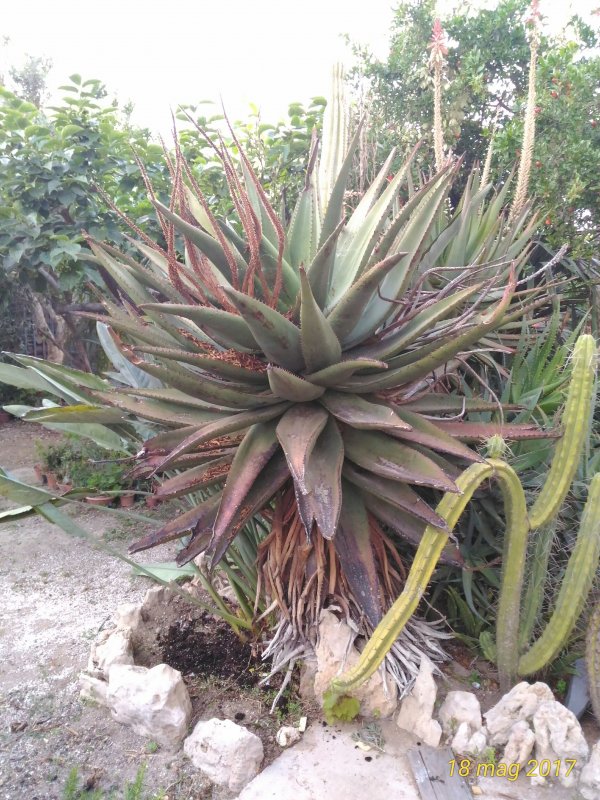 Aloe ferox 