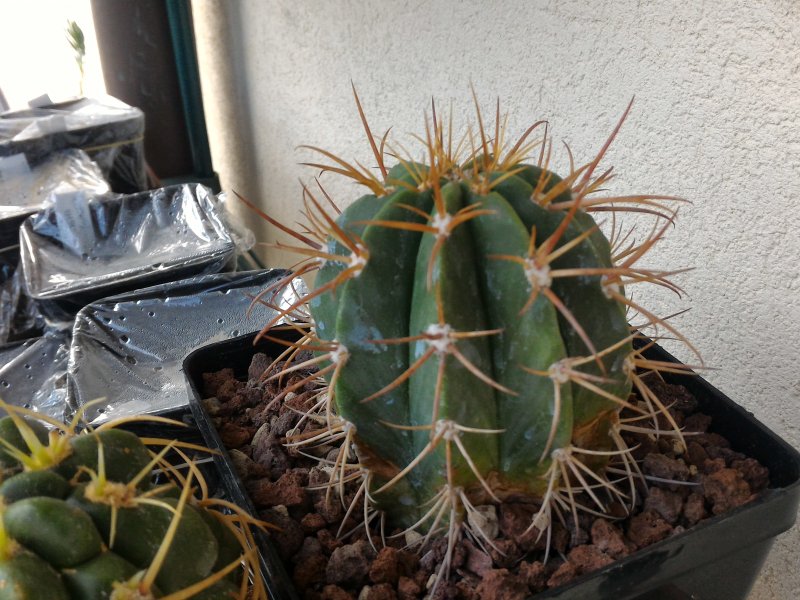 Melocactus azureus? 