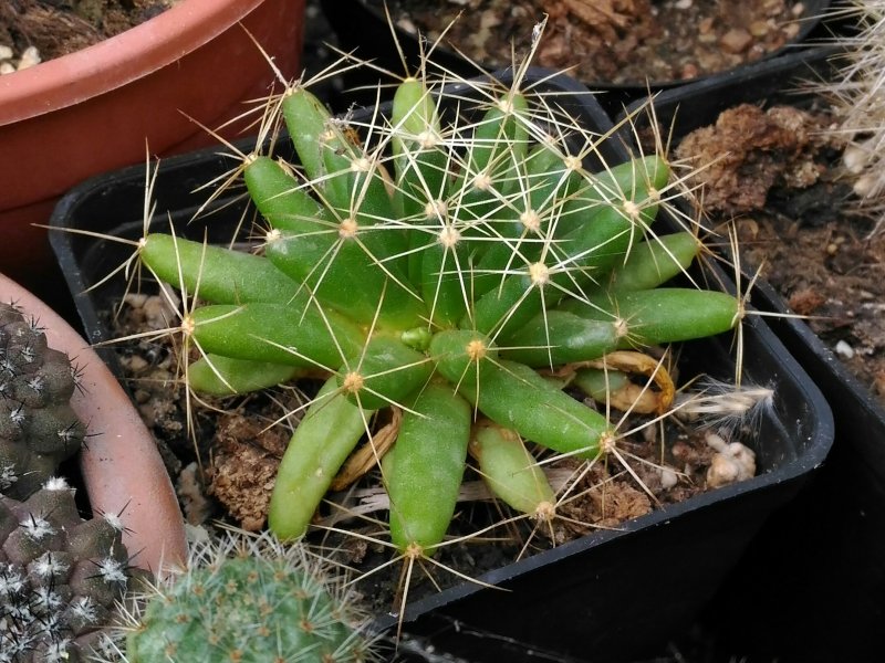 Mammillaria longimamma 