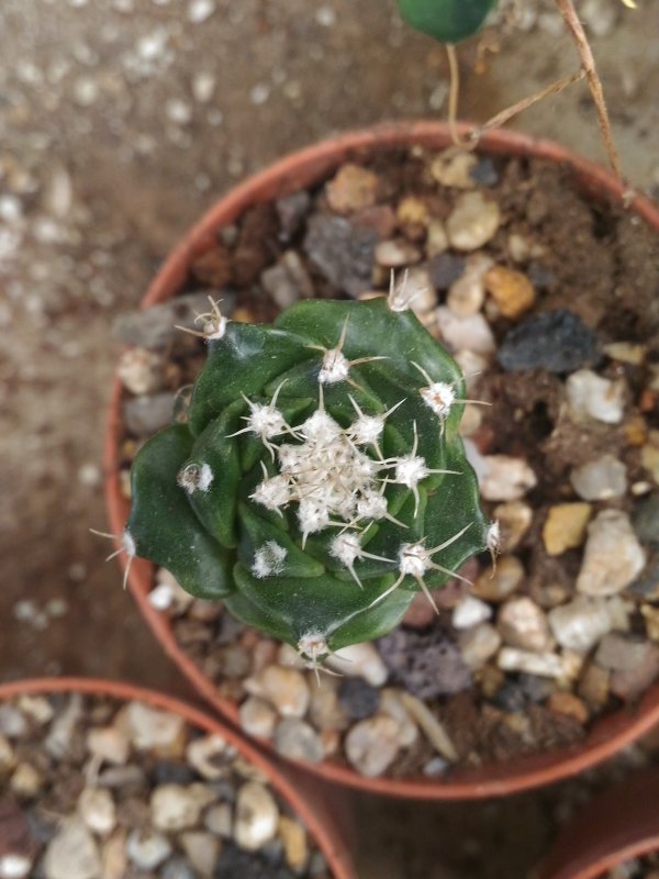   Pianta innesta