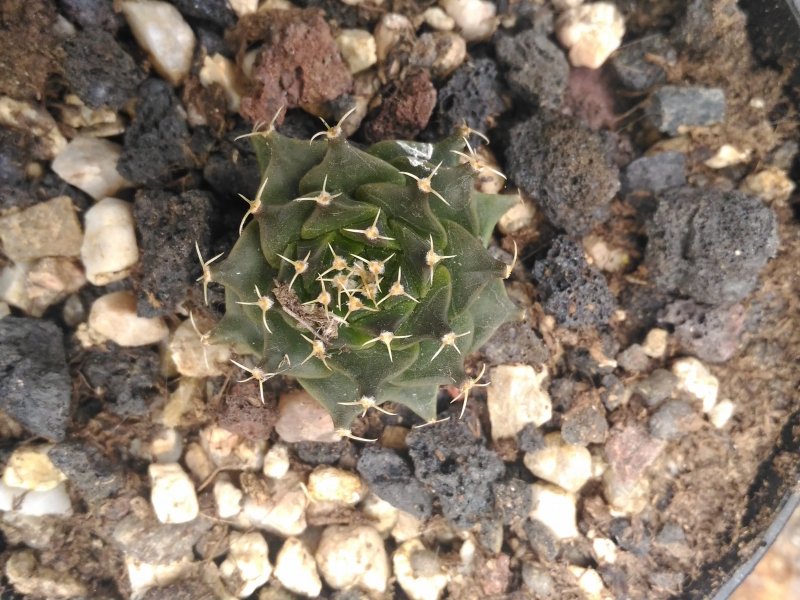   Pianta franca