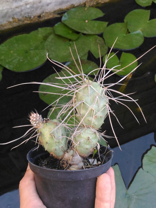 Tephrocactus  
