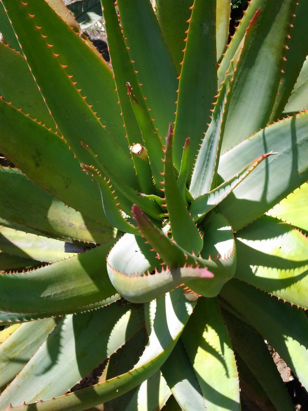 Aloe arborescens x ferox 