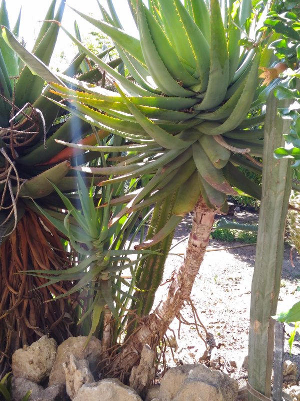 Aloe arborescens x ferox 