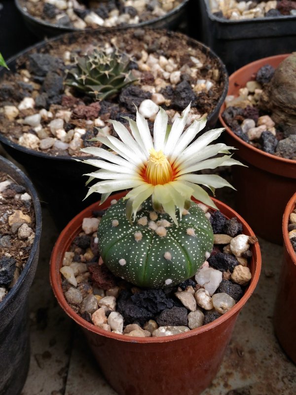 Astrophytum asterias 