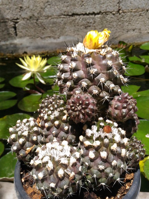 Copiapoa humilis 