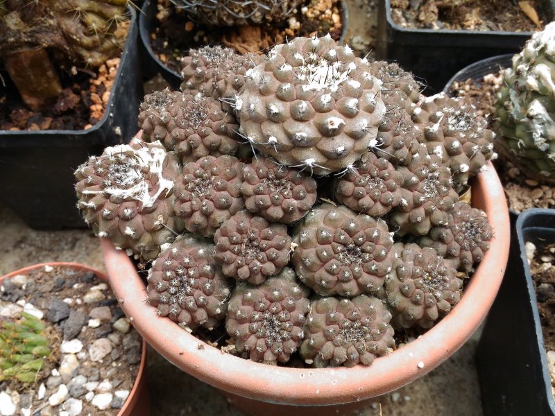 Copiapoa hypogaea 