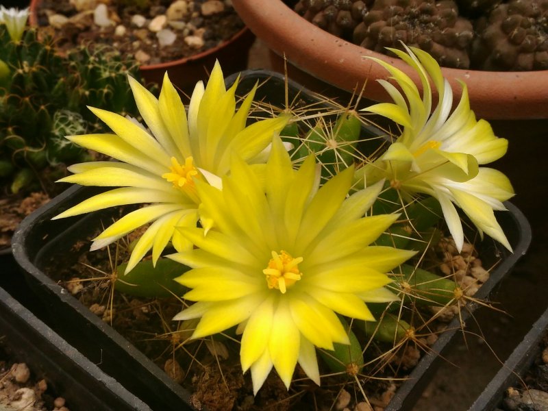 Mammillaria longimamma 