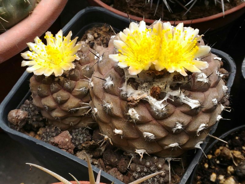 Copiapoa hypogaea 