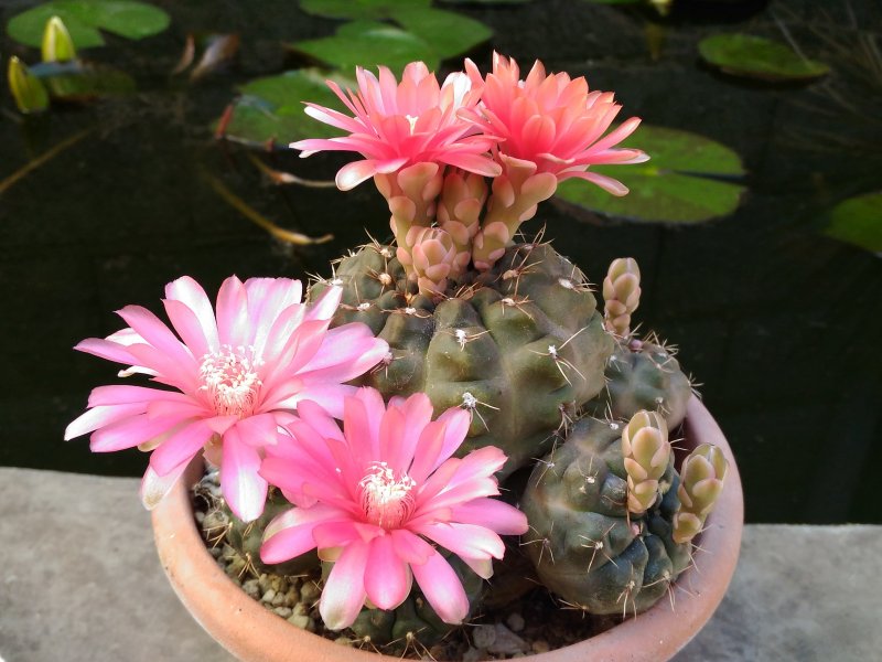 Gymnocalycium baldianum 