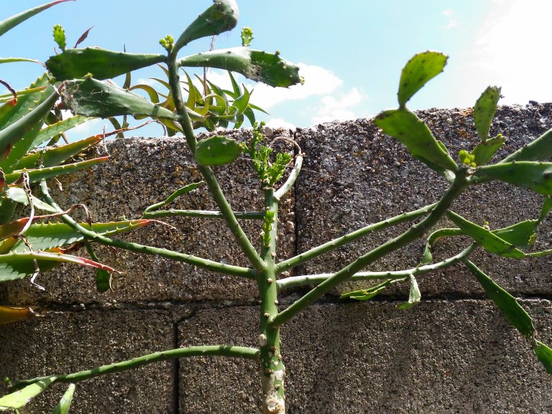 Brasiliopuntia brasiliensis 