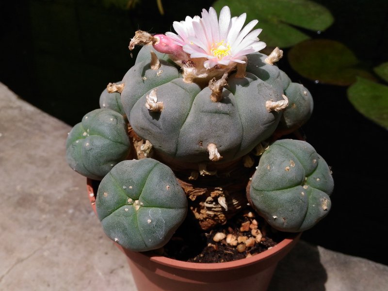 Lophophora williamsii 