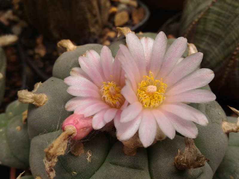 Lophophora williamsii 