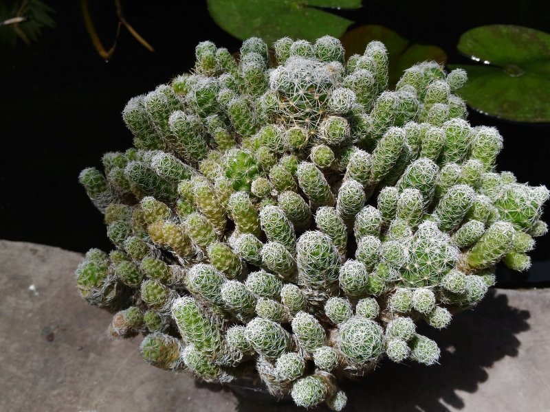 Mammillaria vetula ssp. gracilis cv. antje 