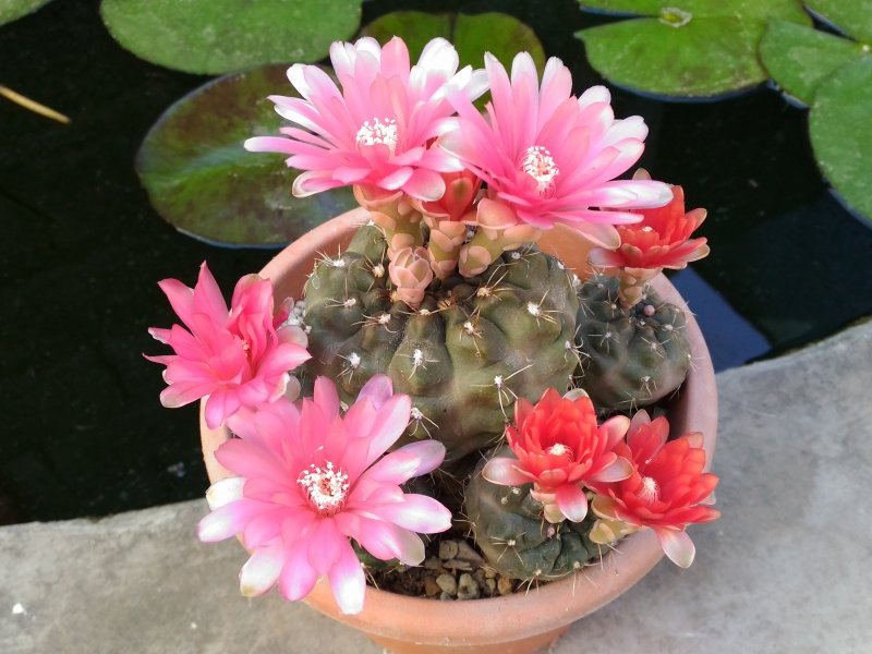 Gymnocalycium baldianum 