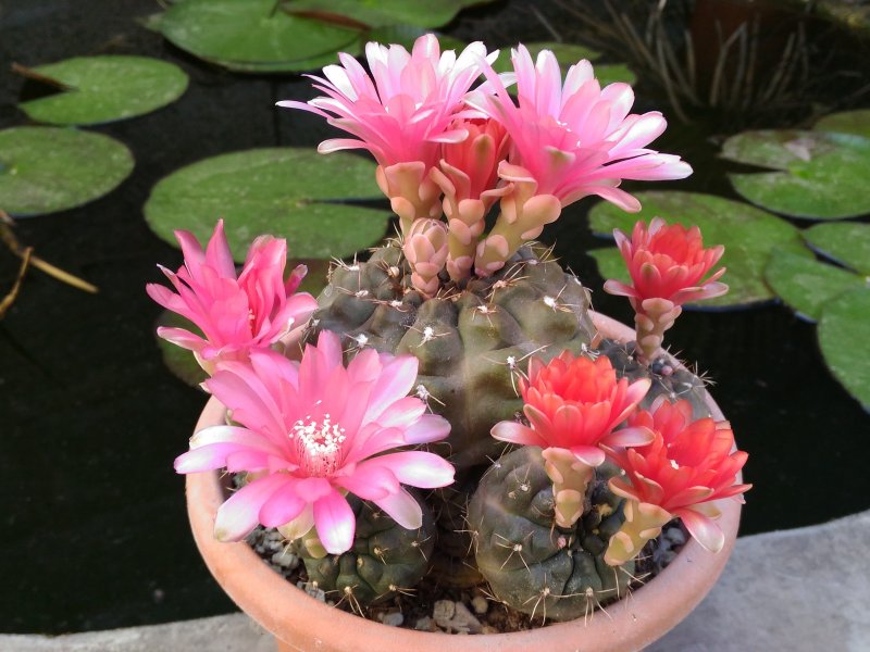 Gymnocalycium baldianum 