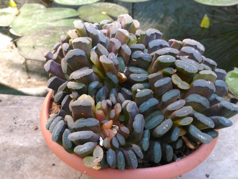 Haworthia truncata 