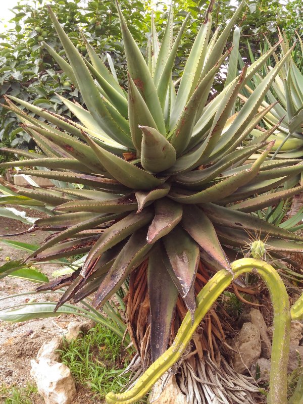 Aloe ferox 