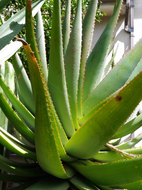 Aloe arborescens x ferox 