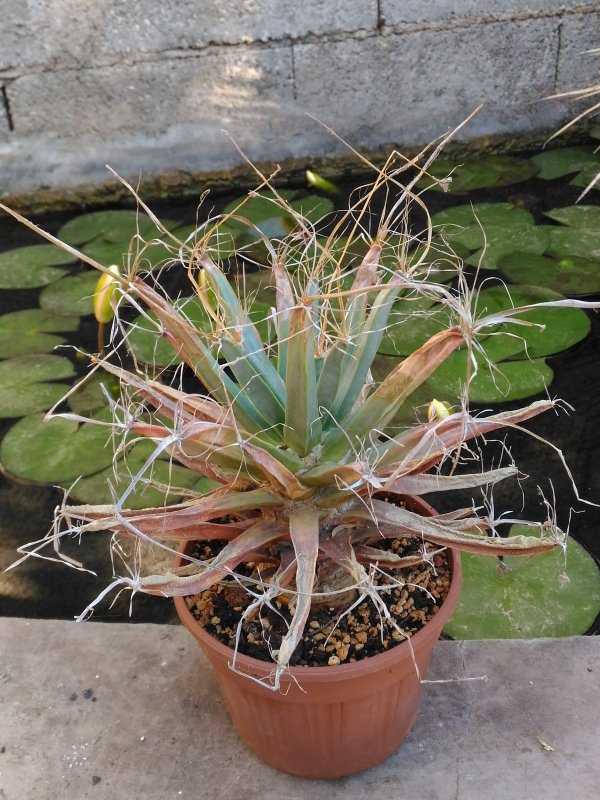 Leuchtenbergia principis 