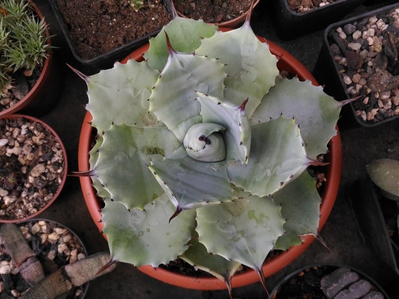 Agave potatorum 