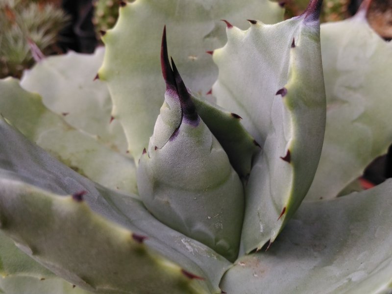 Agave potatorum 