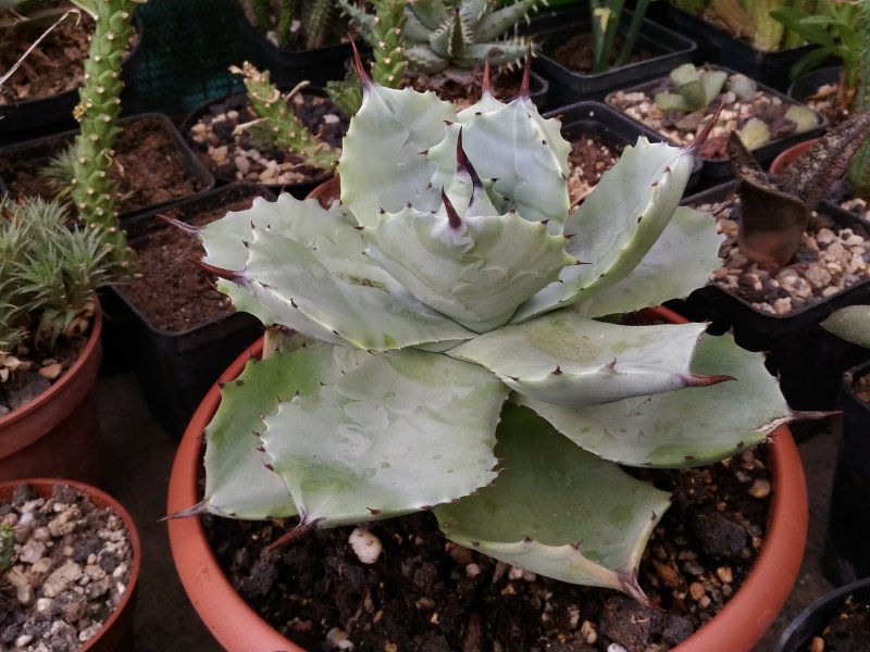 Agave potatorum 