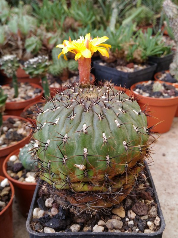 Matucana aureiflora 