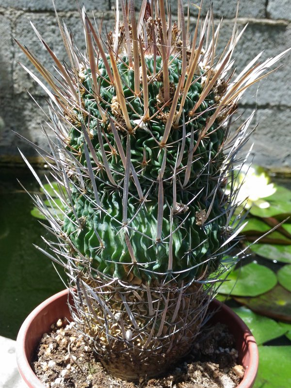 Echinofossulocactus crispatus f. longispinus 