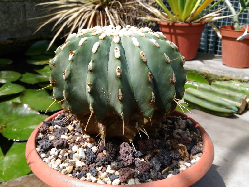 ferocactus glaucescens f. nudus