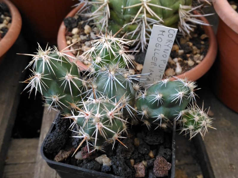 Corynopuntia moelleriana 