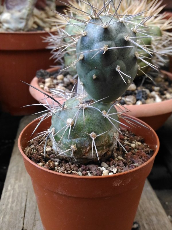 Tephrocactus alexanderi 