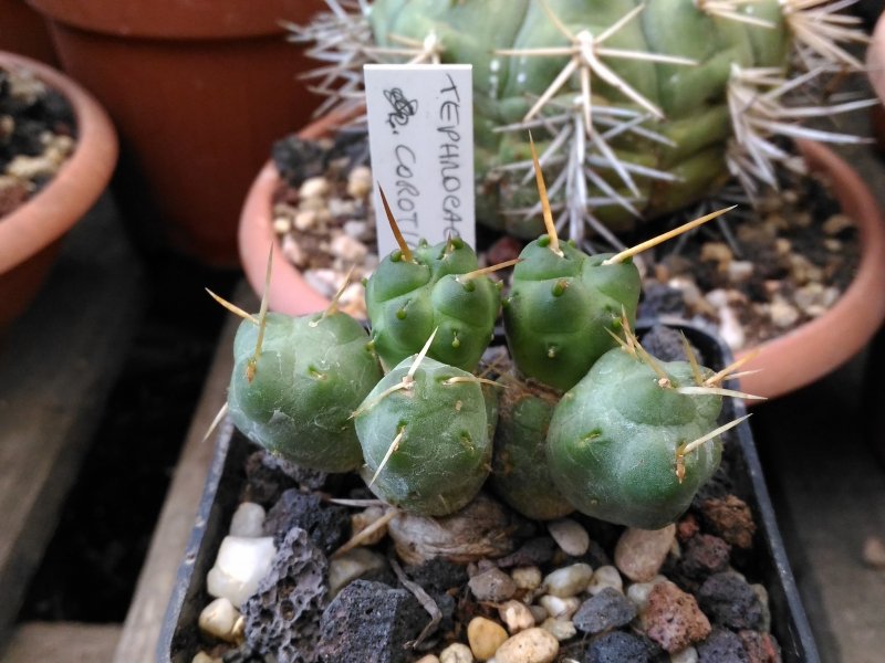 Tephrocactus corotilla 