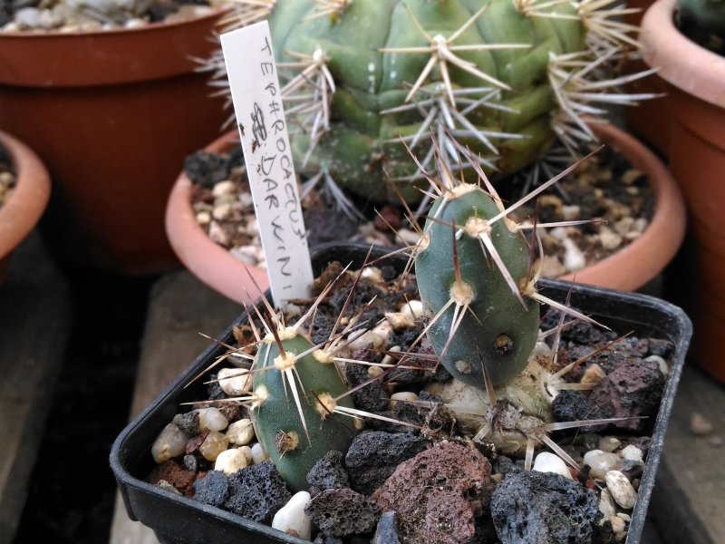 tephrocactus darwinii