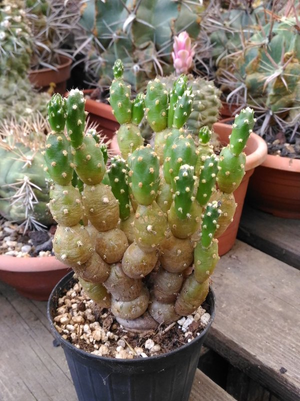 austrocylindropuntia verschaffeltii