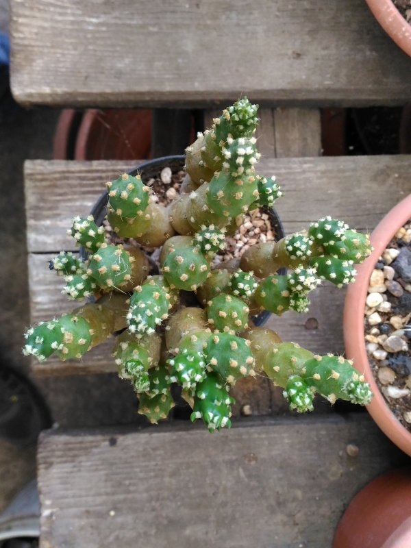 Austrocylindropuntia verschaffeltii 