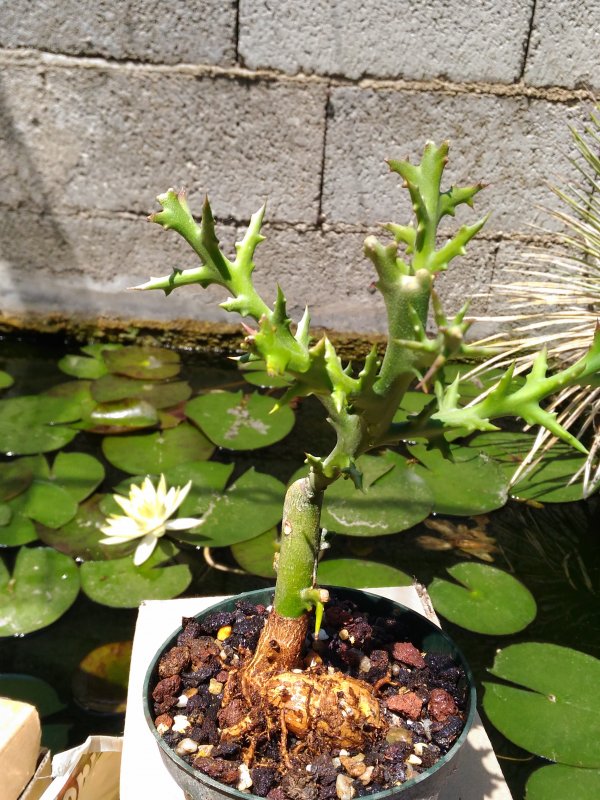 Euphorbia stenoclada 